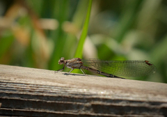Argia vivida