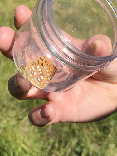 iNaturalist observation photo of Great Basin Fritillary