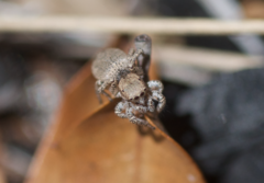 Habronattus clypeatus