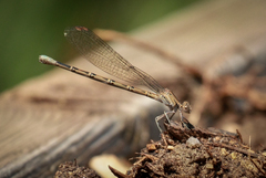 Argia vivida