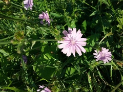 치커리 (Cichorium intybus): 기원과 용도 — 사진 2
