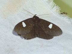 Edessena gentiusalis