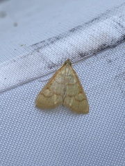 Helvibotys helvialis