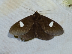 Edessena gentiusalis