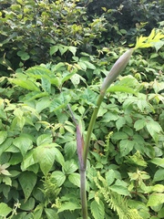 Angelica atropurpurea