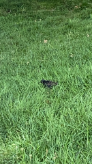 Sturnus vulgaris