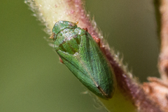 Tettigometra