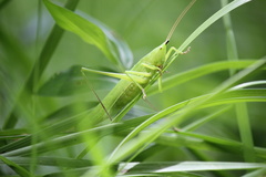 Neoconocephalus nebrascensis