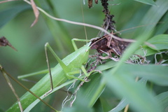 Neoconocephalus nebrascensis