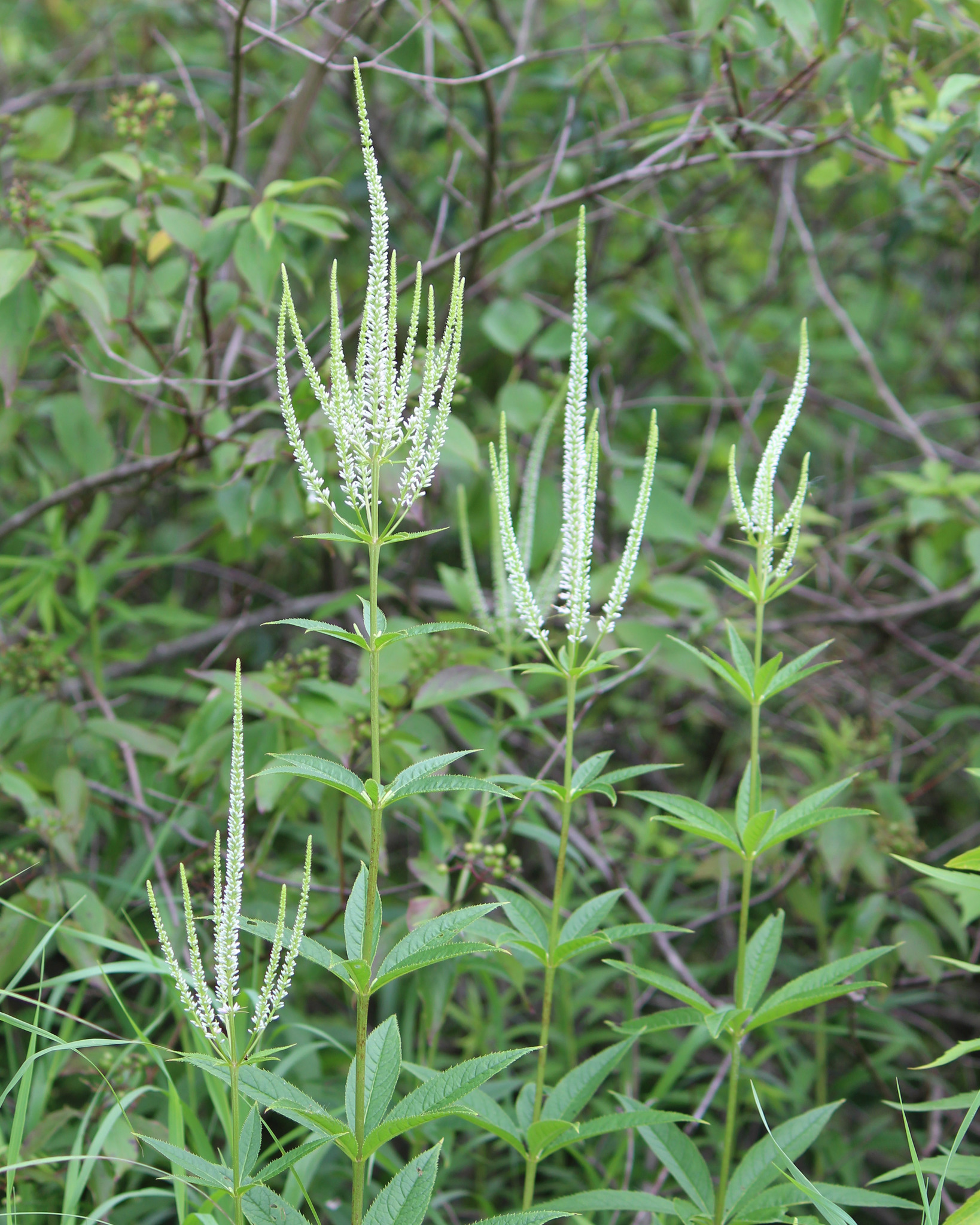 Veronicastrum virginicum
