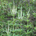 Culver's Root - Photo (c) Amy Beth Workman, some rights reserved (CC BY-NC), uploaded by Amy Beth Workman