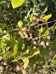 Vitis monticola