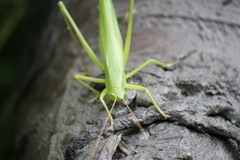Neoconocephalus nebrascensis