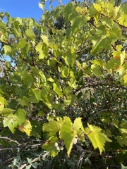 Vitis monticola