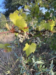 Vitis monticola
