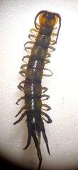 Lithobius muticus