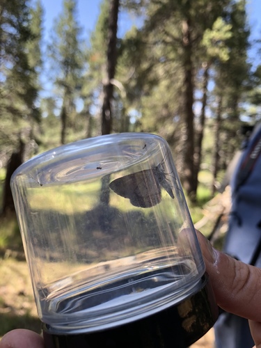 iNaturalist observation photo of Butterflies and Moths
