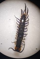 Lithobius muticus