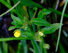 Calceolaria mexicana