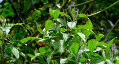 Monnina crepinii