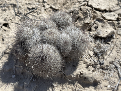Mammillaria hutchisoniana