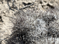 Mammillaria hutchisoniana