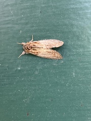 Peridea basitriens