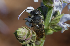 Coelioxys
