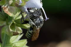 Coelioxys
