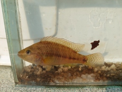 Pseudocrenilabrus philander