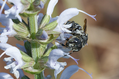 Coelioxys