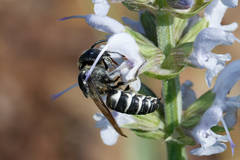 Coelioxys