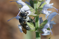 Coelioxys