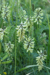 Sophora alopecuroides