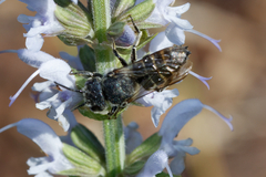Coelioxys