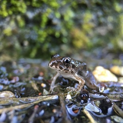 Fejervarya kawamurai