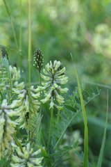 Sophora alopecuroides