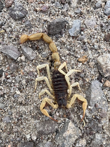 Black Hairy Scorpion photo 4