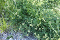 Sophora alopecuroides