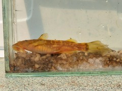 Chiloglanis anoterus