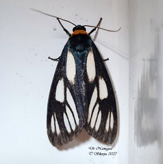 Macrobrochis prasena