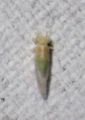 Cacopsylla annulata