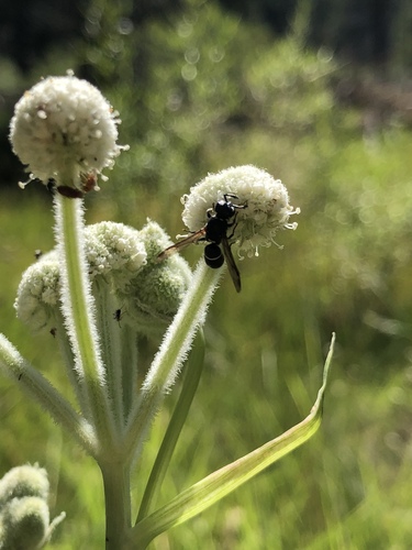 iNaturalist observation photo of Potter and Mason Wasps