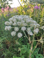 Angelica sylvestris