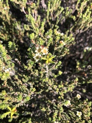 Diosma guthriei