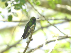 Chlorostilbon melanorhynchus