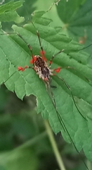Mitopus morio