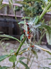 Oncopeltus fasciatus