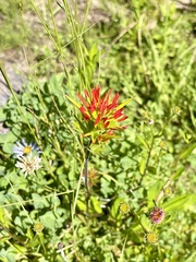 Castilleja suksdorfii