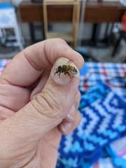 Apis mellifera